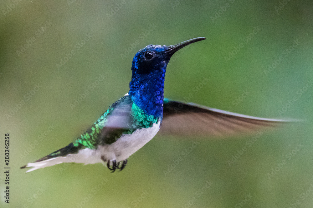Fototapeta premium Green and blue hummingbird Sparkling Violetear flying next to beautiful yelow flower. Bird from Ecuador, tropical mountain forest. Wildlife scene from nature. Birdwatching in South America