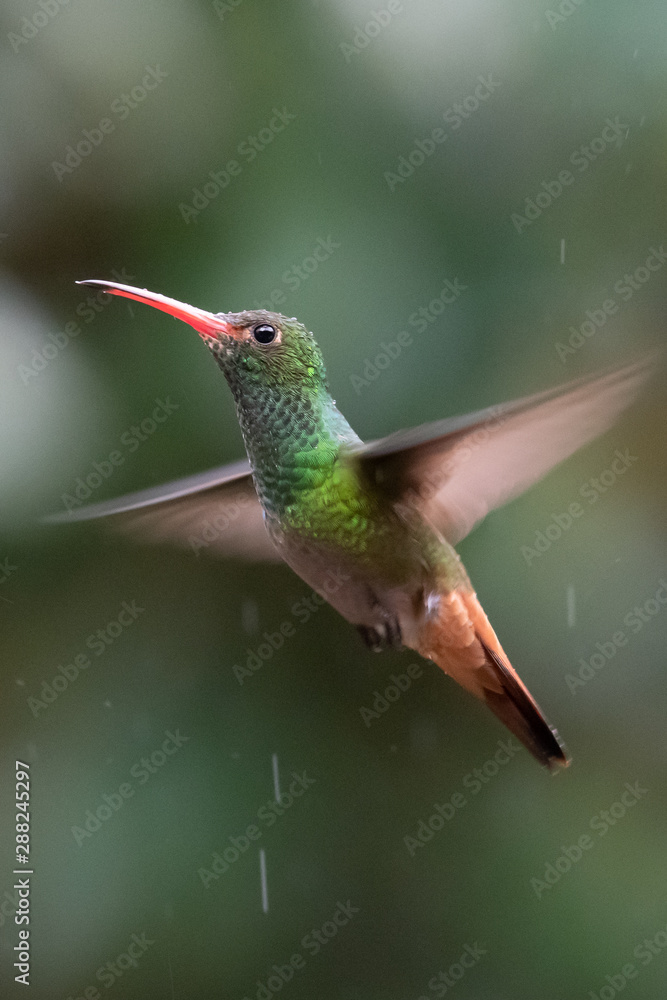 Fototapeta premium Green and blue hummingbird Sparkling Violetear flying next to beautiful yelow flower. Bird from Ecuador, tropical mountain forest. Wildlife scene from nature. Birdwatching in South America