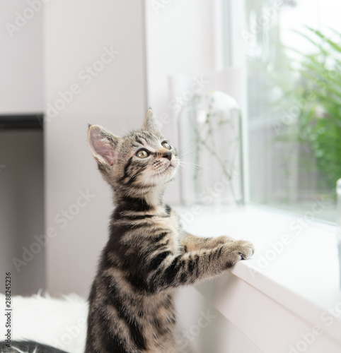 Adorable Short Haired Tabby Kitten on Window Sill
