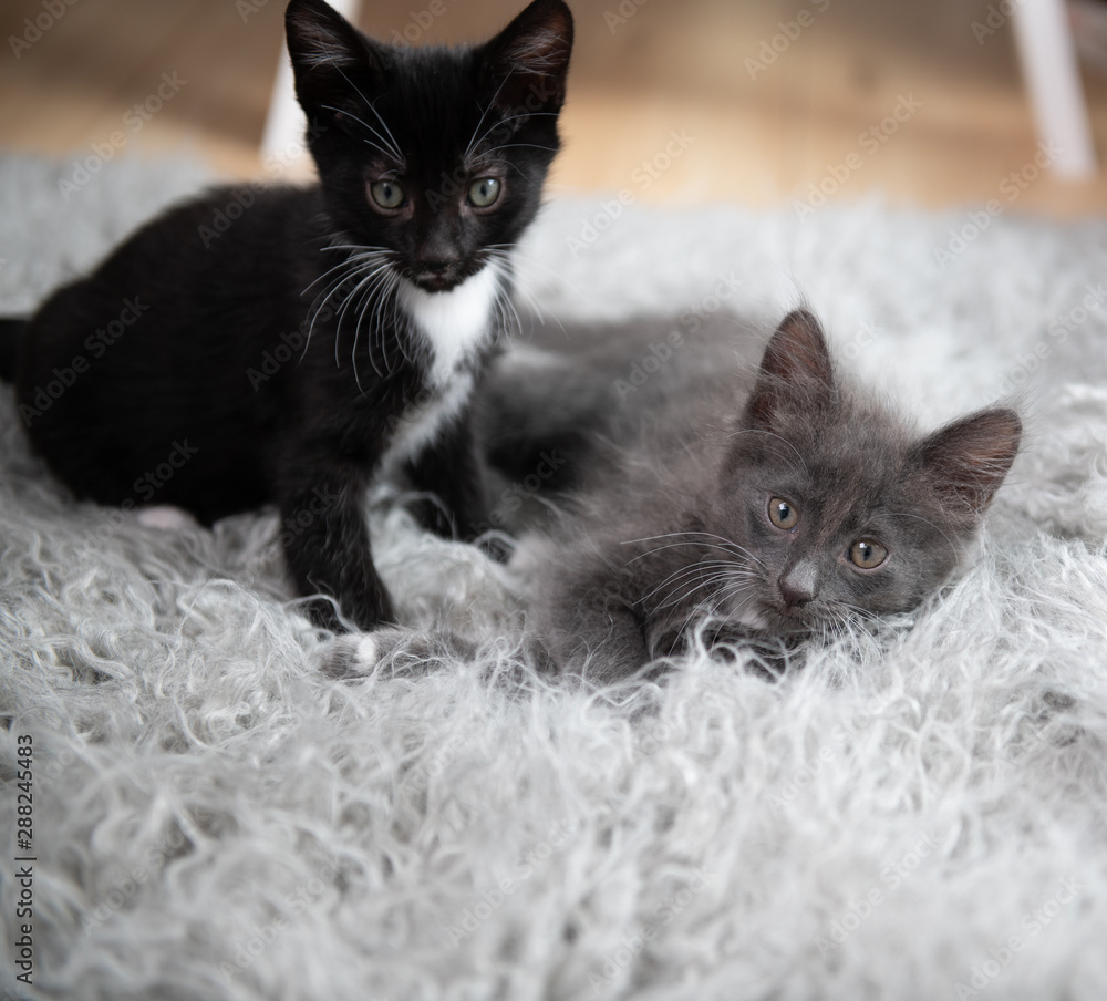 Obraz premium Adorable Short Haired Kittens Playing on Gray Blanket
