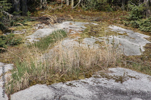 Rock with Grass