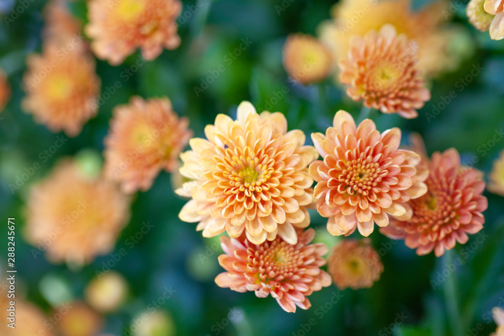Color Chrysanthemum Flower Isolated on Background. Color Chrysanthemum Flower Isolated on Background.