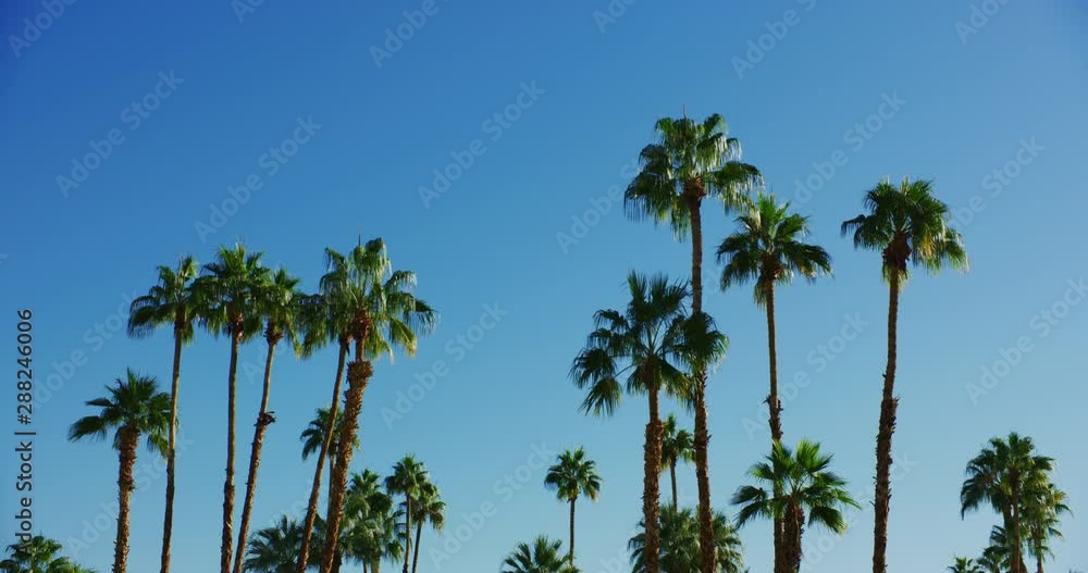 Palm trees in Palm Springs, California Palm trees in Palm Springs, California