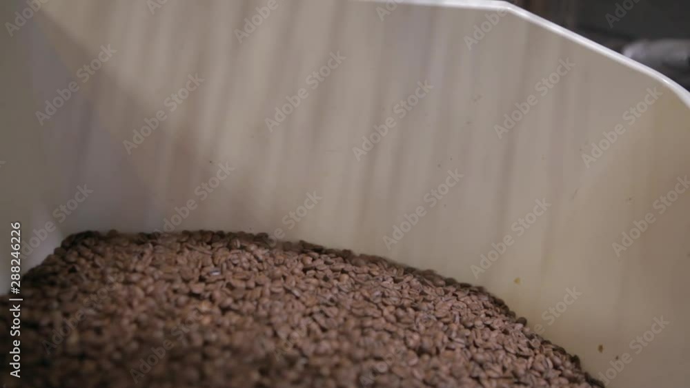 Freshly roasted aromatic coffee beans are poured into a box. Roasting of freshly roasted coffee beans, the roasting process in the factory, the prepared coffee beans, mixed on an oven cooling plate. Freshly roasted aromatic coffee beans are poured into a box. Roasting of freshly roasted coffee beans, the roasting process in the factory, the prepared coffee beans, mixed on an oven cooling plate.