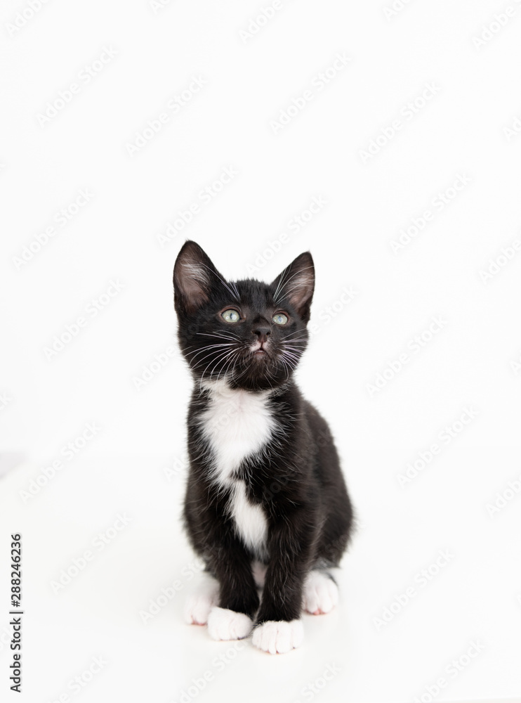 Adorable Black and White Tuxedo Young Kitten on White Background