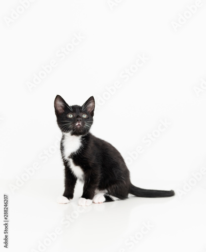 Adorable Black and White Tuxedo Young Kitten on White Background © Anna Hoychuk