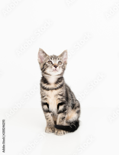 Adorable Tabby Striped Young Kitten on White Background © Anna Hoychuk