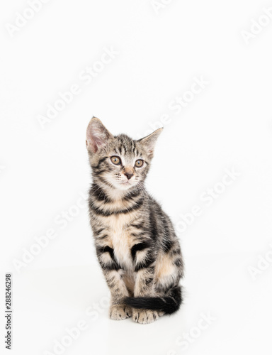 Adorable Tabby Striped Young Kitten on White Background