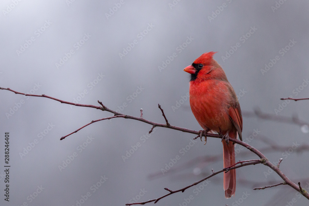 Northern cardinal male sitting on tree branch during winter
