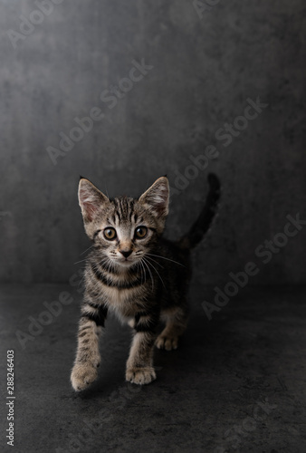 Portrait of Short Haired Tabby Kitten on Dark Background © Anna Hoychuk