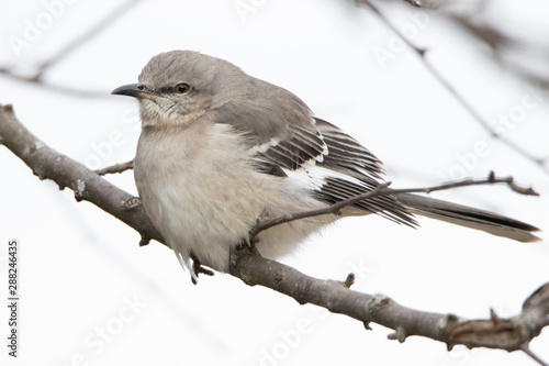 Schilderij op canvas Fat mockingjay sitting on tree branch