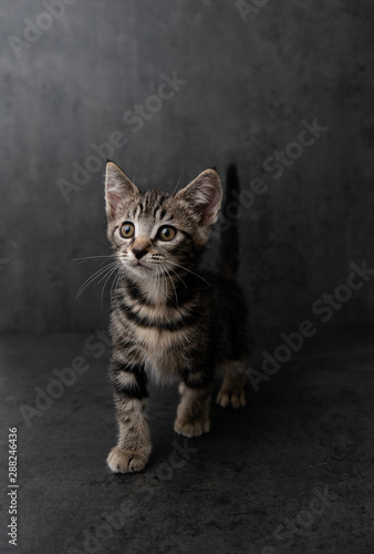 Portrait of Short Haired Tabby Kitten on Dark Background © Anna Hoychuk
