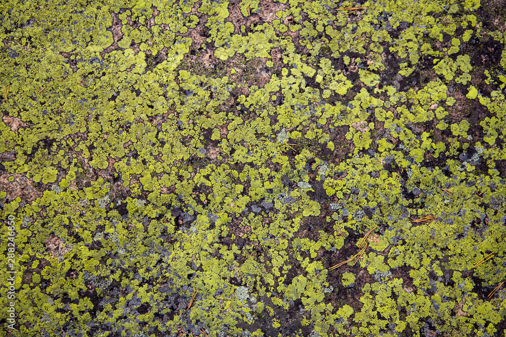 Old stone covered with moss Old stone covered with moss
