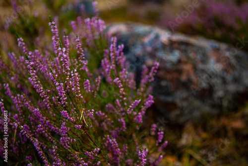 Purple forest flowers of Heather