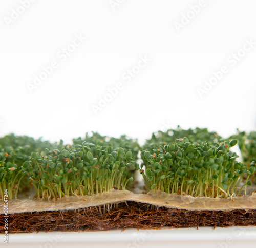 Close up of Freshly Grown  Micro greens photo