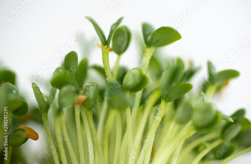 Close up of Freshly Grown Micro greens