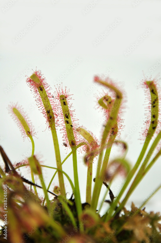 sticky sundew