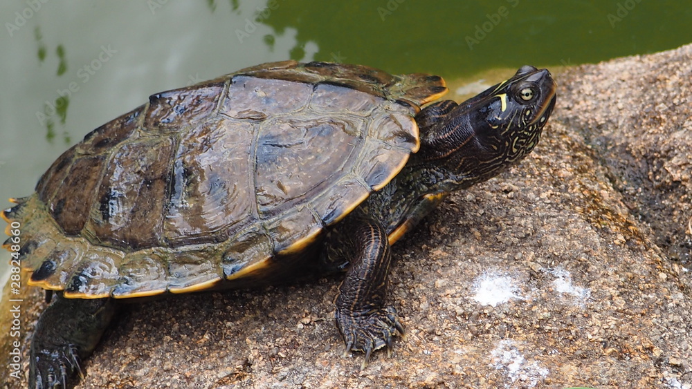 Fototapeta premium a cute turtle on a rock