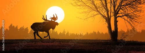Moose in wild nature landsc...