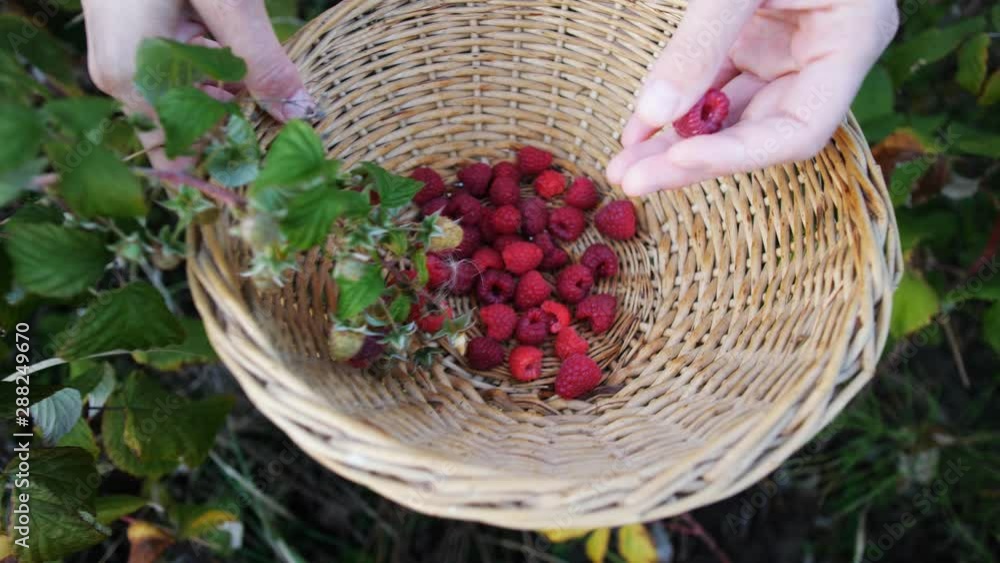 Slow motion woman hand plucks ripe red juicy raspberry in the garden Slow motion woman hand plucks ripe red juicy raspberry in the garden