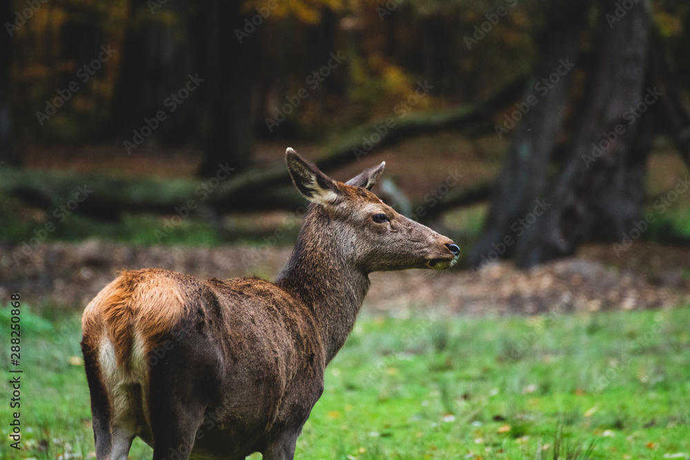 Rotwild auf einer Lichtung im Wald Rotwild auf einer Lichtung im Wald