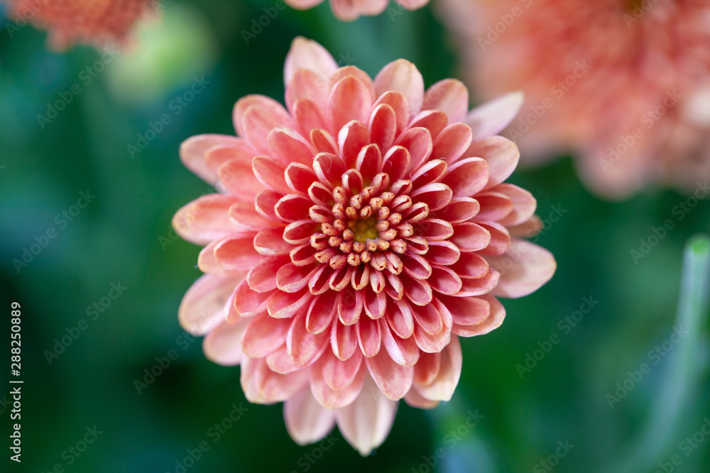 Color Chrysanthemum Flower Isolated on Background. Color Chrysanthemum Flower Isolated on Background.