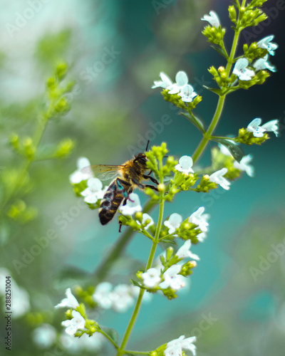 Biene von der Seite an einer Blume