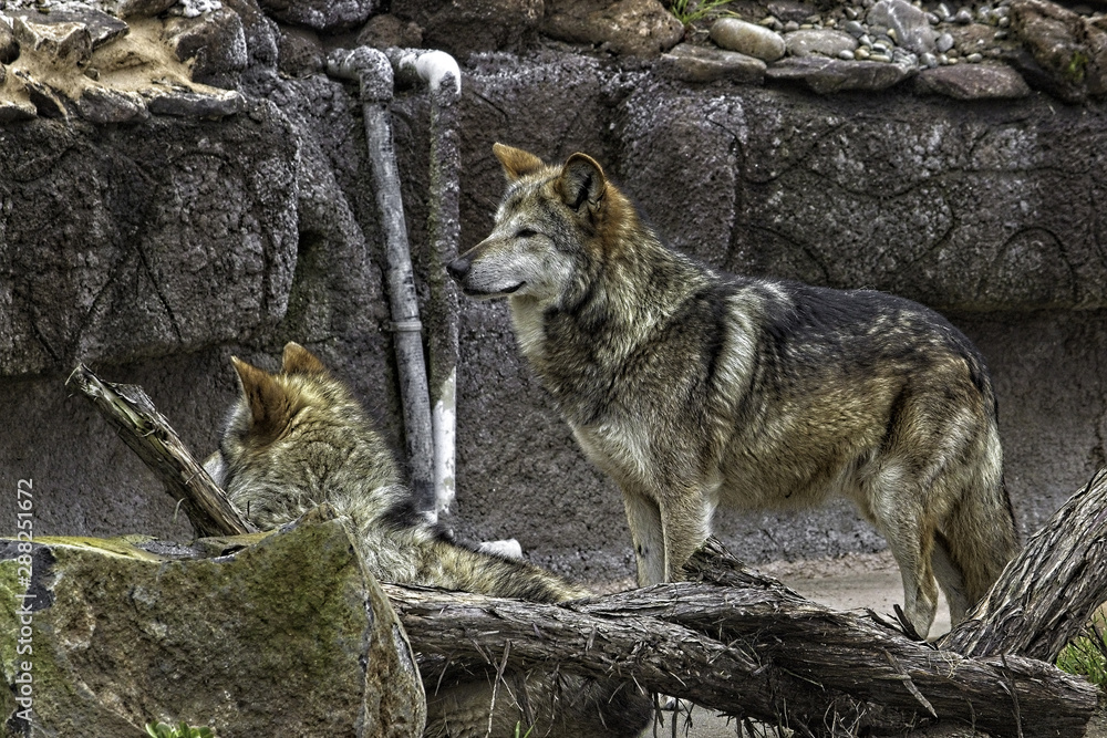 Mexican Gray Wolf. Two. Standing and looking to the left. Mexican Gray Wolf. Two. Standing and looking to the left.