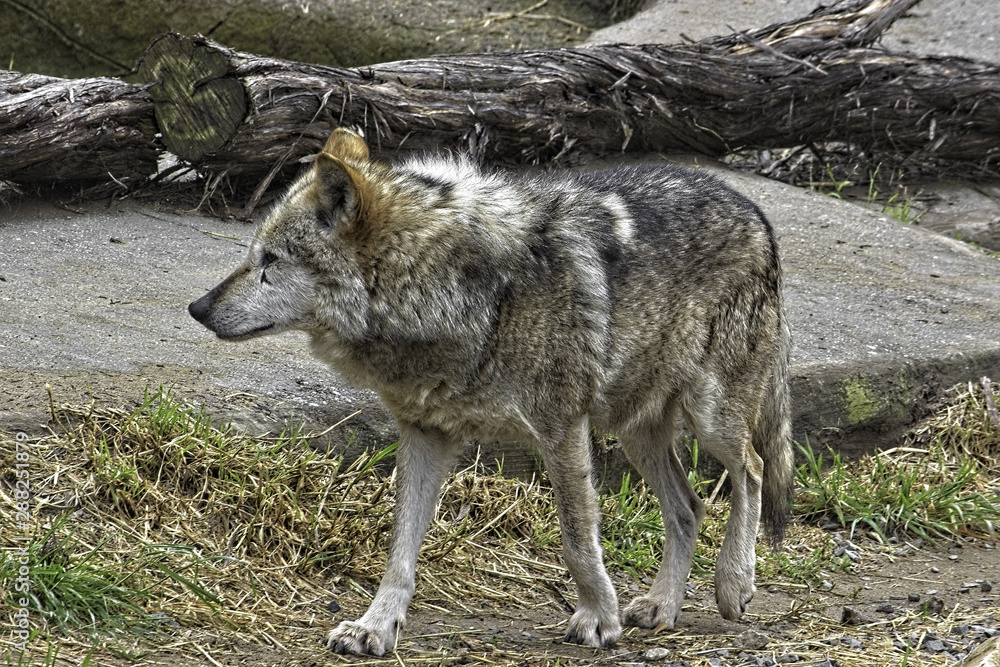Mexican Gray Wolf. Standing. Walking to the left; Mexican Gray Wolf. Standing. Walking to the left;