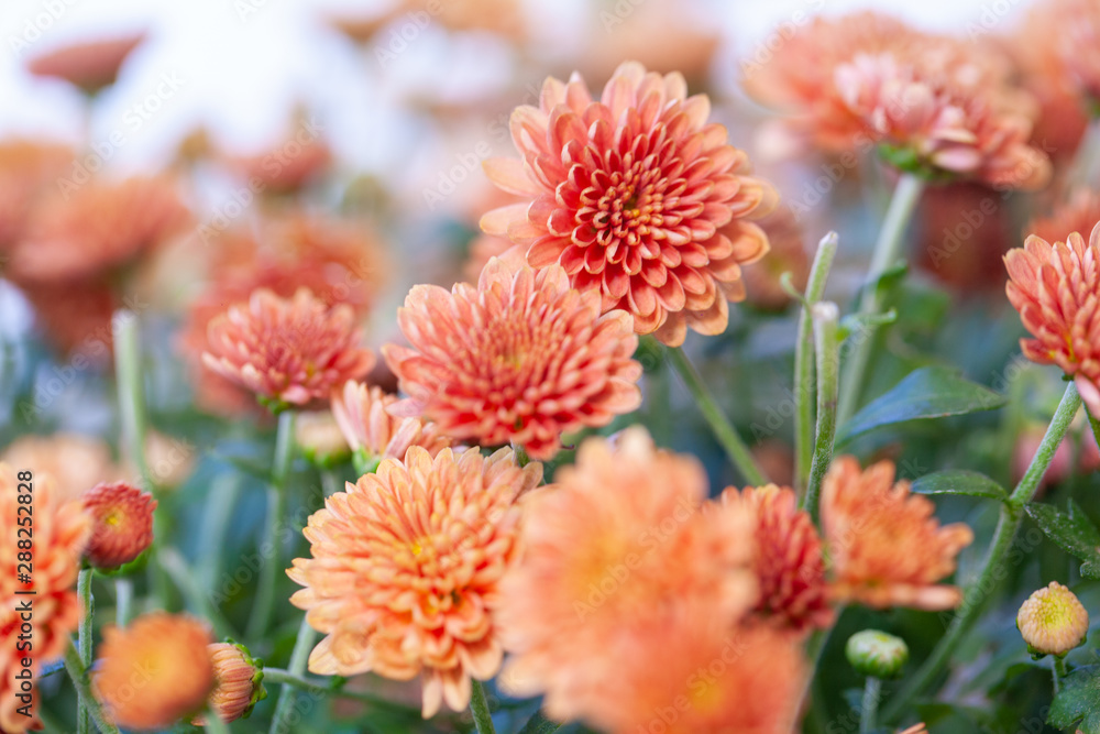 Color Chrysanthemum Flower Isolated on Background. Color Chrysanthemum Flower Isolated on Background.