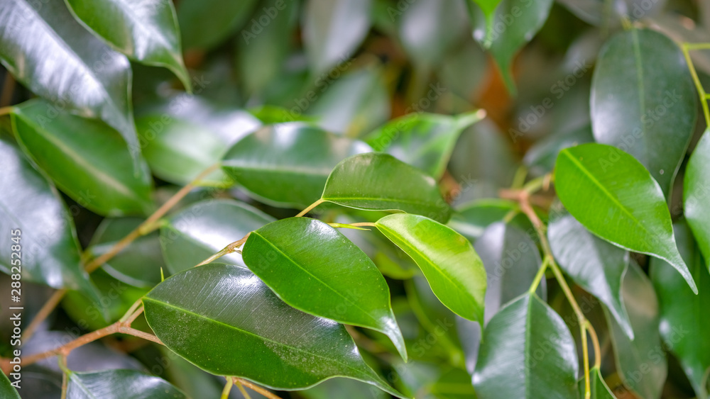 Green, smooth, bright leaves of the Weeping fig's (Ficus benjamina). A beautiful indoor plant grown at home. Home decoration concept. Background with green leaves of a ficus. Green, smooth, bright leaves of the Weeping fig's (Ficus benjamina). A beautiful indoor plant grown at home. Home decoration concept. Background with green leaves of a ficus.