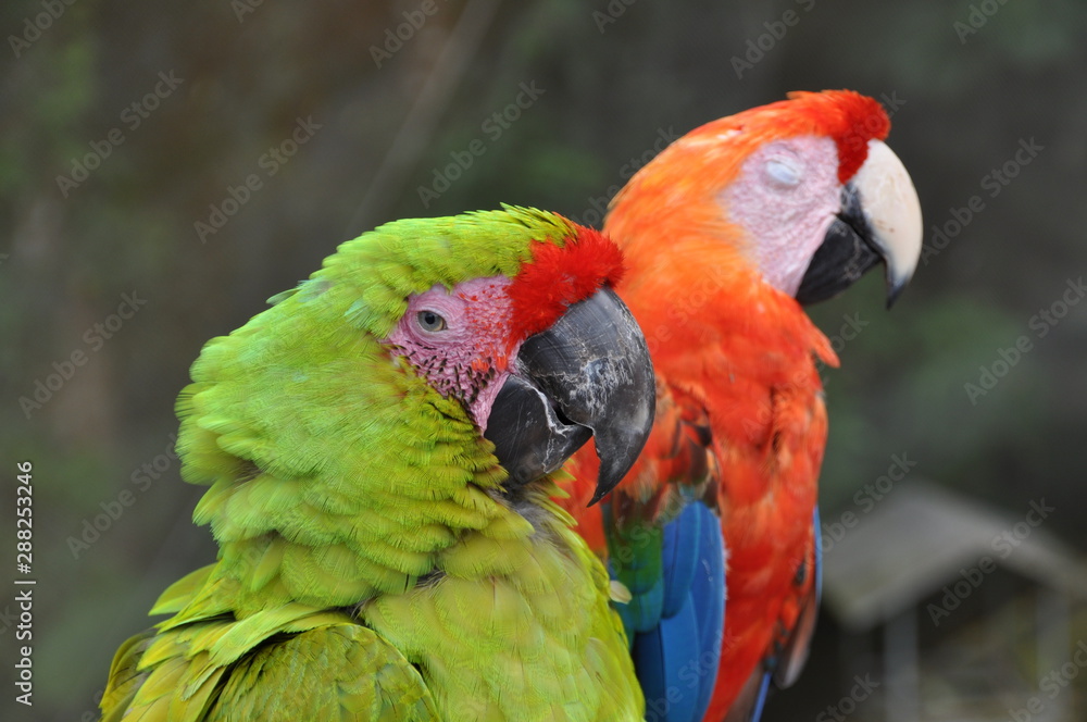 Fototapeta premium Parrots