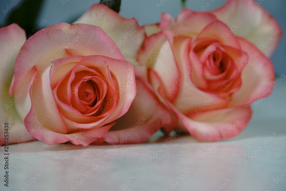 dolce vita rose on white with gray background dolce vita rose on white with gray background