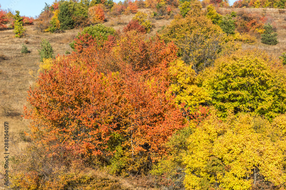 Autumn view of Cherna Gora (Monte Negro) mountain, Pernik Region, Bulgaria Autumn view of Cherna Gora (Monte Negro) mountain, Pernik Region, Bulgaria