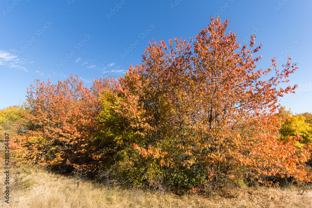 Autumn view of Cherna Gora (Monte Negro) mountain, Pernik Region, Bulgaria Autumn view of Cherna Gora (Monte Negro) mountain, Pernik Region, Bulgaria