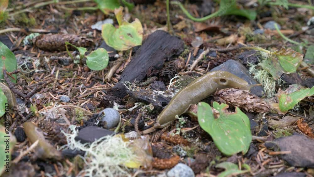 Close-up, slow motion, a slug on a forest floor, Vancouver Island Close-up, slow motion, a slug on a forest floor, Vancouver Island
