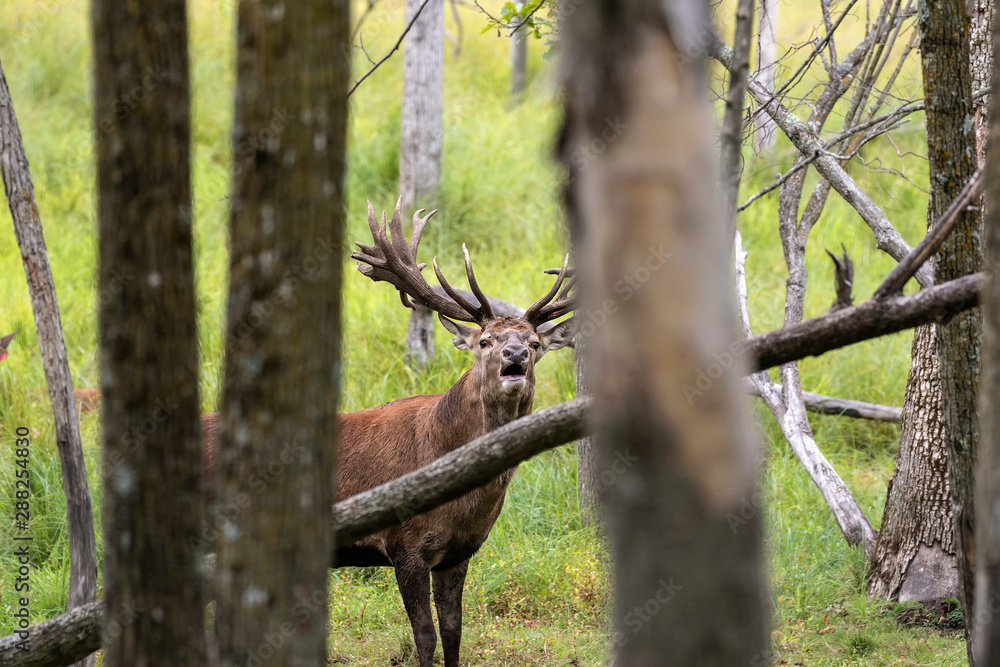 European red deer (Cervus elaphus) during rut.This species is fourth the largest deer species European red deer (Cervus elaphus) during rut.This species is fourth the largest deer species