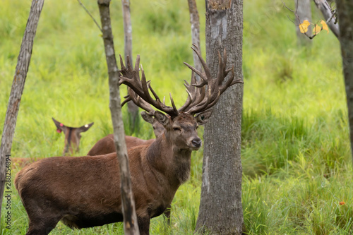 European red deer (Cervus elaphus) during rut.This species is fourth the largest deer species