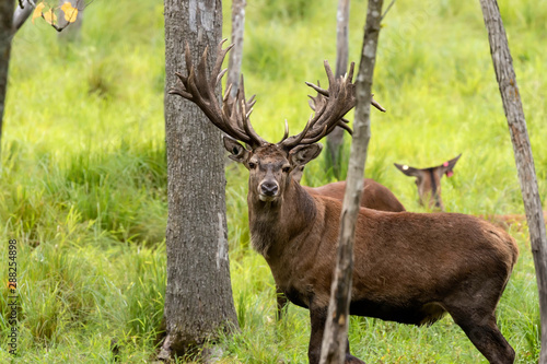 European red deer (Cervus elaphus) during rut.This species is fourth  the largest deer species © Denny