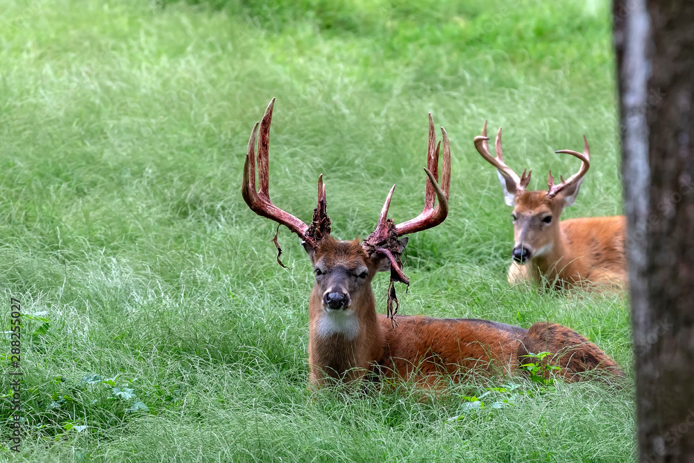 Mule deer and background is white tailed deer.The mule deer (Odocoileus hemionus). Mule Deer Shedding Their Velvet Mule deer and background is white tailed deer.The mule deer (Odocoileus hemionus). Mule Deer Shedding Their Velvet