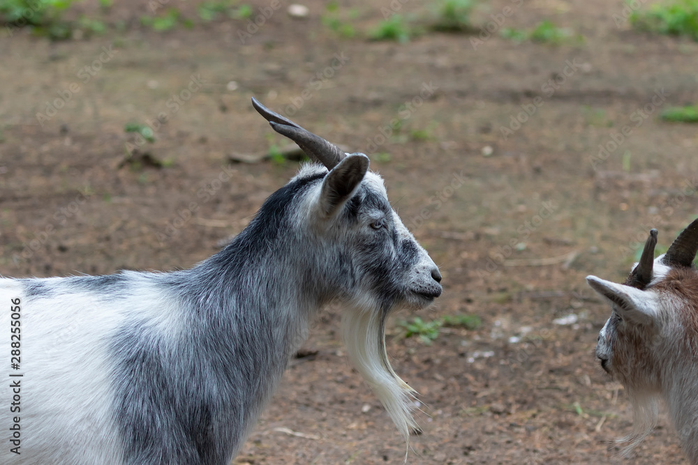 The pygmy goat with their kids in wildlife park. African pygmy goat is domestic miniature breed The pygmy goat with their kids in wildlife park. African pygmy goat is domestic miniature breed