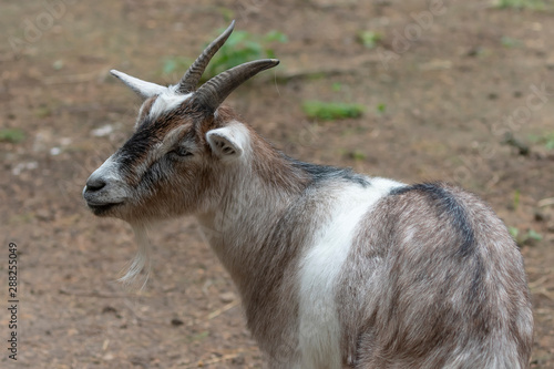 The pygmy goat with their kids in wildlife park. African  pygmy goat is domestic miniature breed
