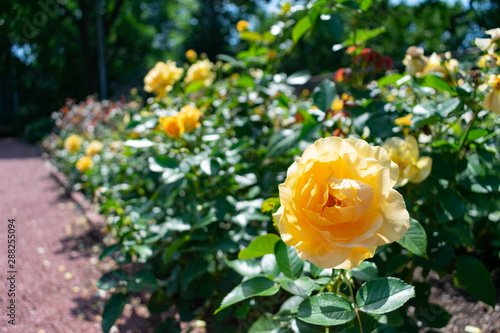 A Closeup of Yellow Roses at the Merrick Rose Garden in Evanston Illinois 