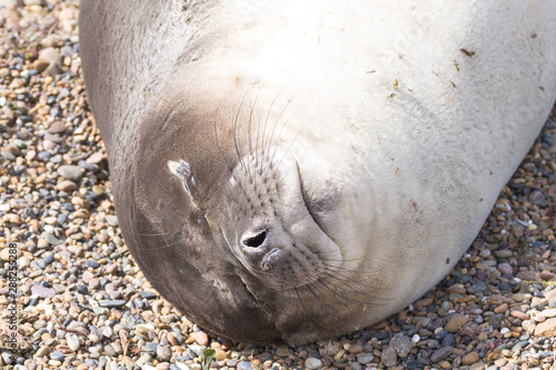 Elephant seal on beach close up, Patagonia, Argentina