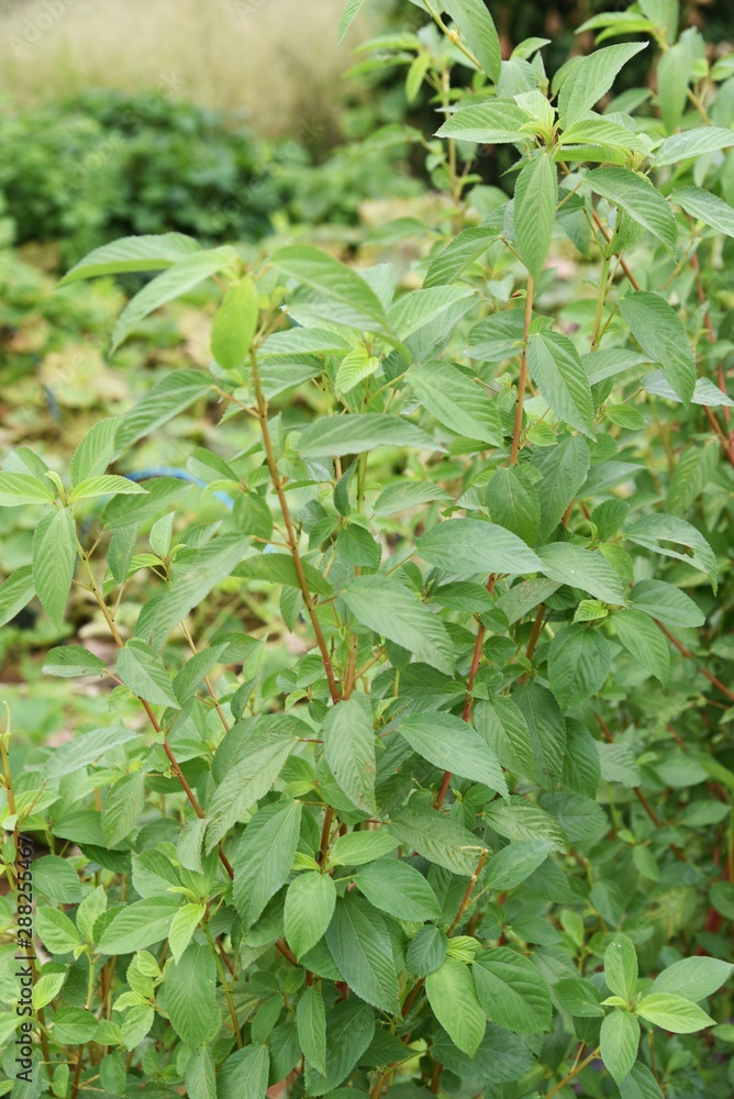 Jew's mallow is a very nutritious green-yellow vegetable, also known as the Jew's mallow is a very nutritious green-yellow vegetable, also known as the