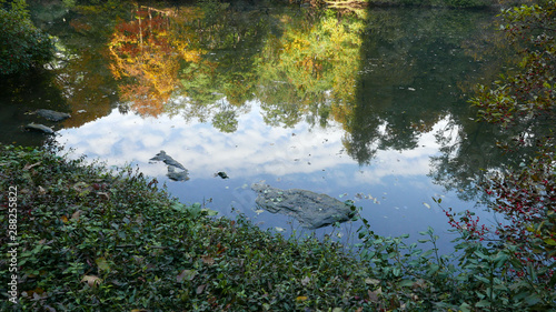 Fototapeta Naklejka Na Ścianę i Meble -  Trees reflection in pond