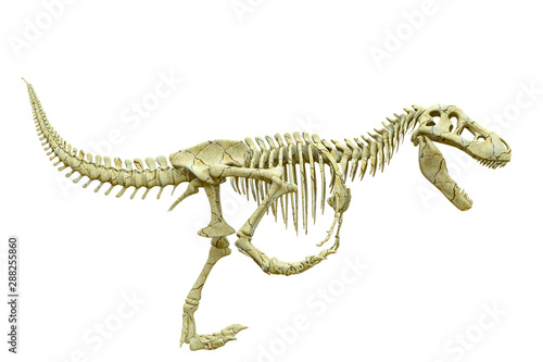 tyrannosaur skeleton running side view © DM7