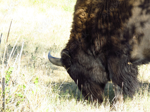Mighty Joe