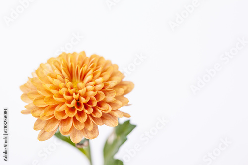 Color Chrysanthemum Flower Isolated on Background.