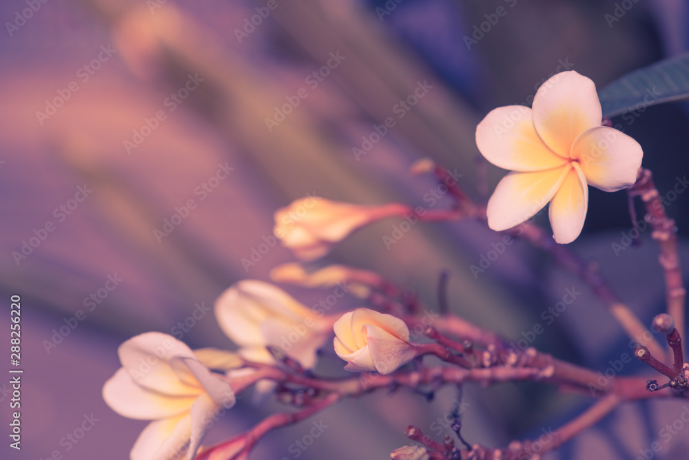 Obraz premium Close up Plumeria bright spring flowers for spa and therapy,pastel concept.